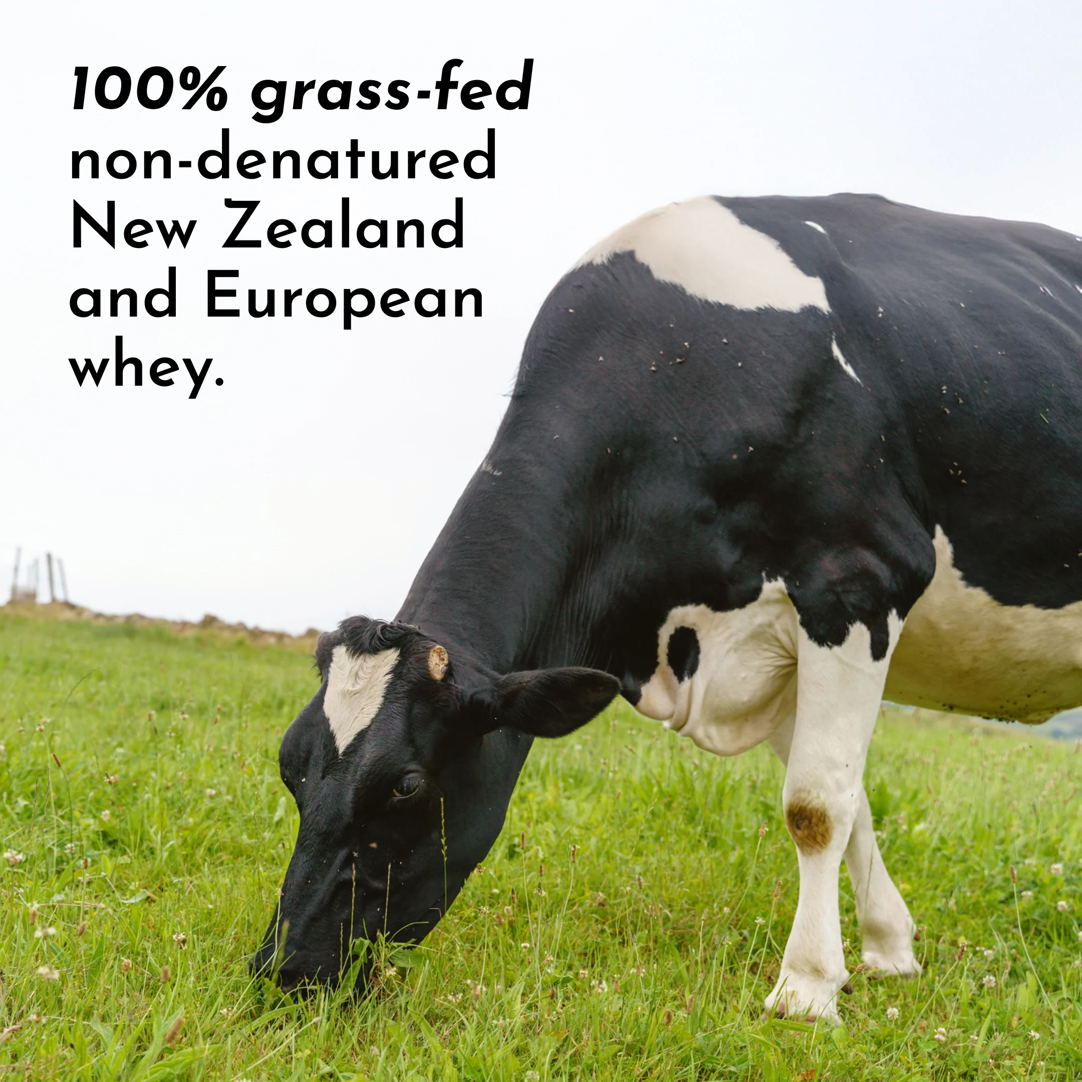 Chocolate Protein Powder - Image 4