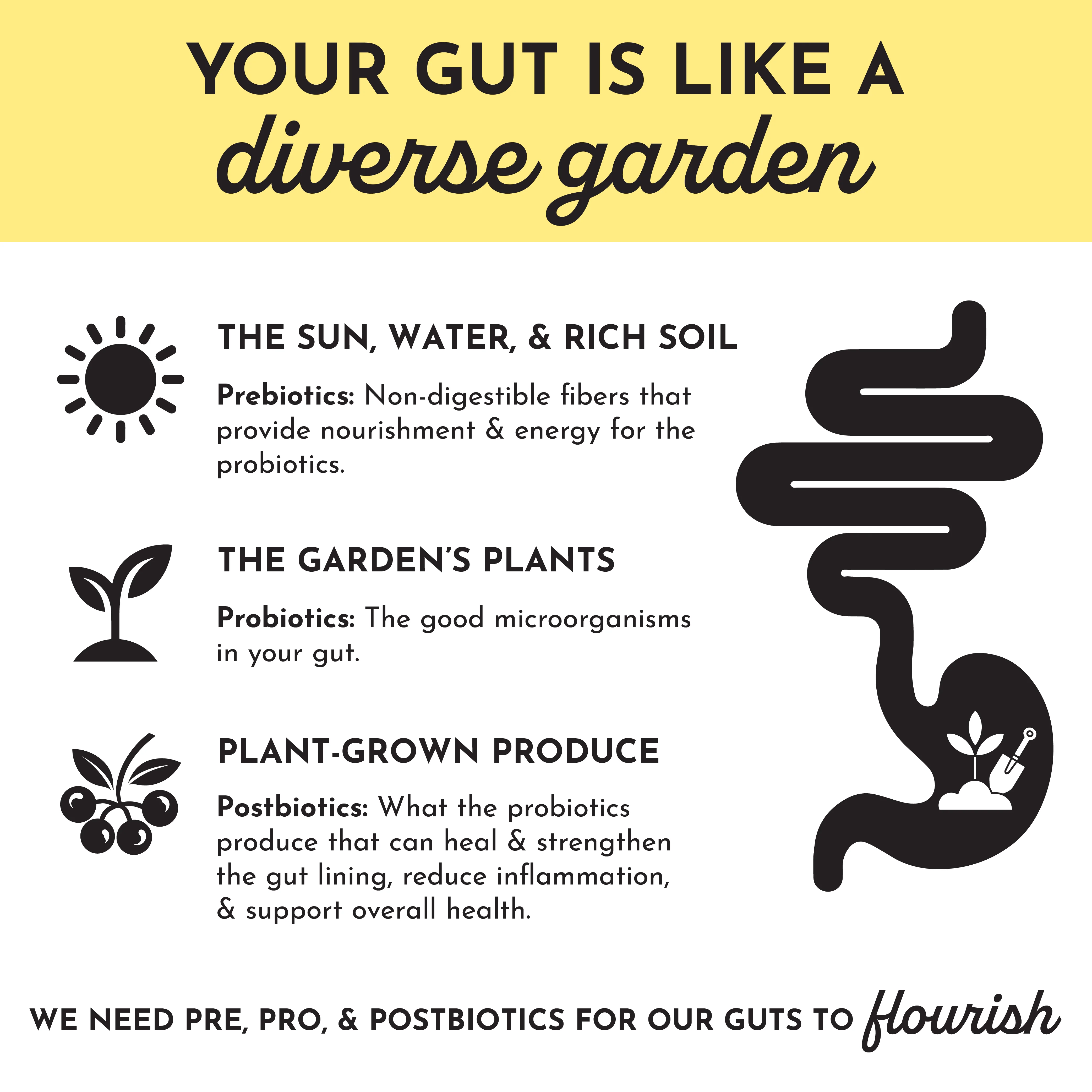 Lemon Ginger 3-In-1 Probiotic Complex - Image 3