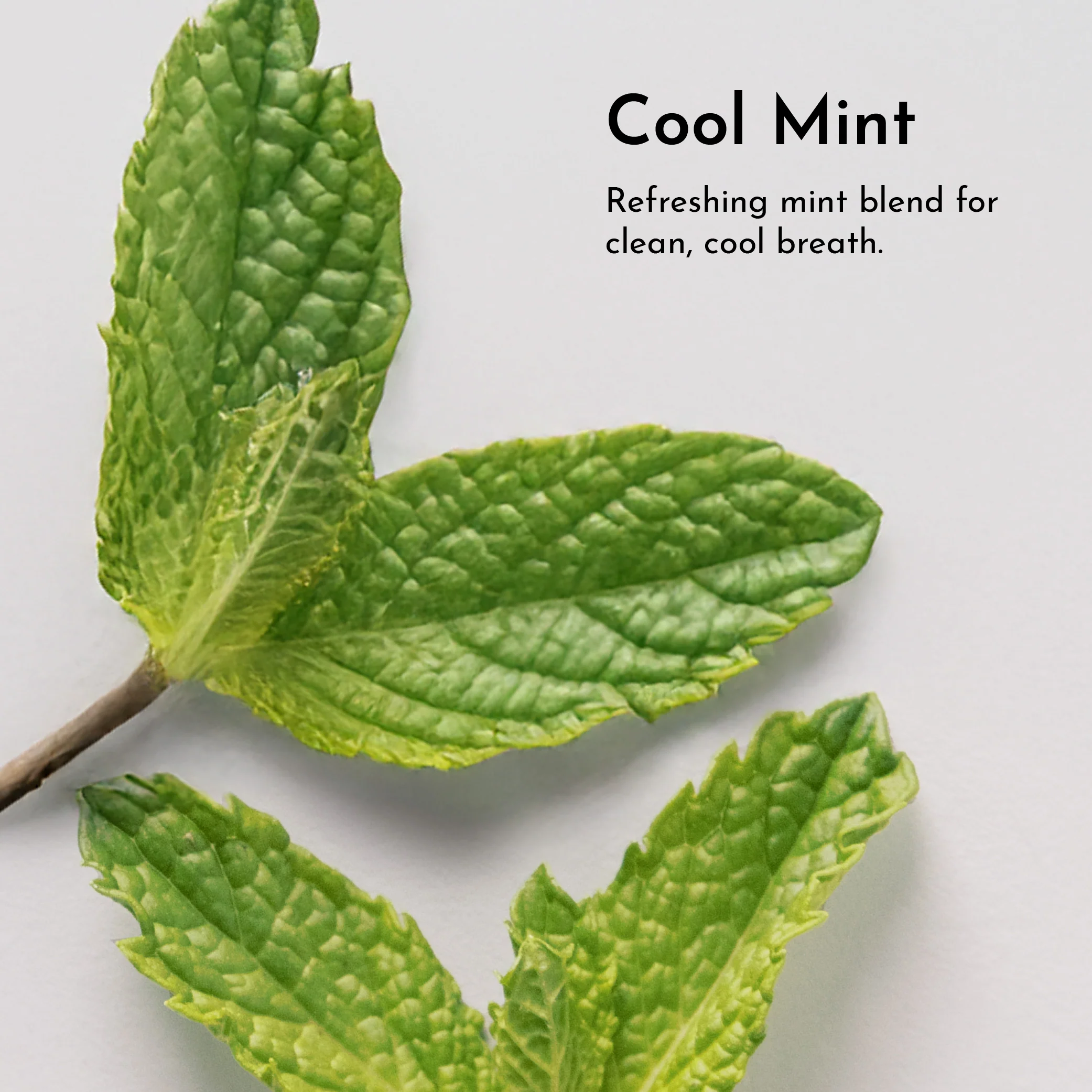 Remineralizing Tooth Powder (Mint) - Image 5