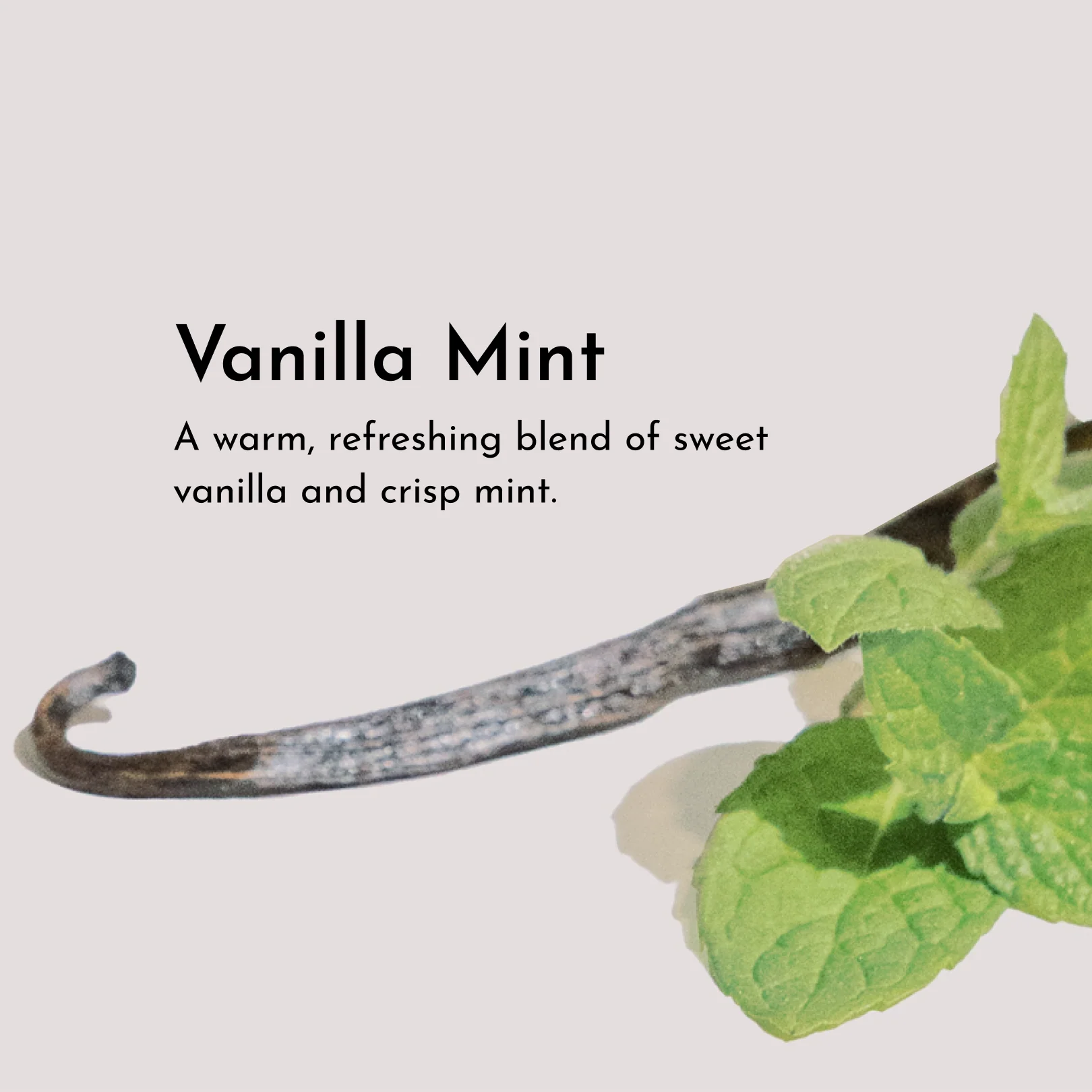 Vanilla Mint Body Lotion - Image 8